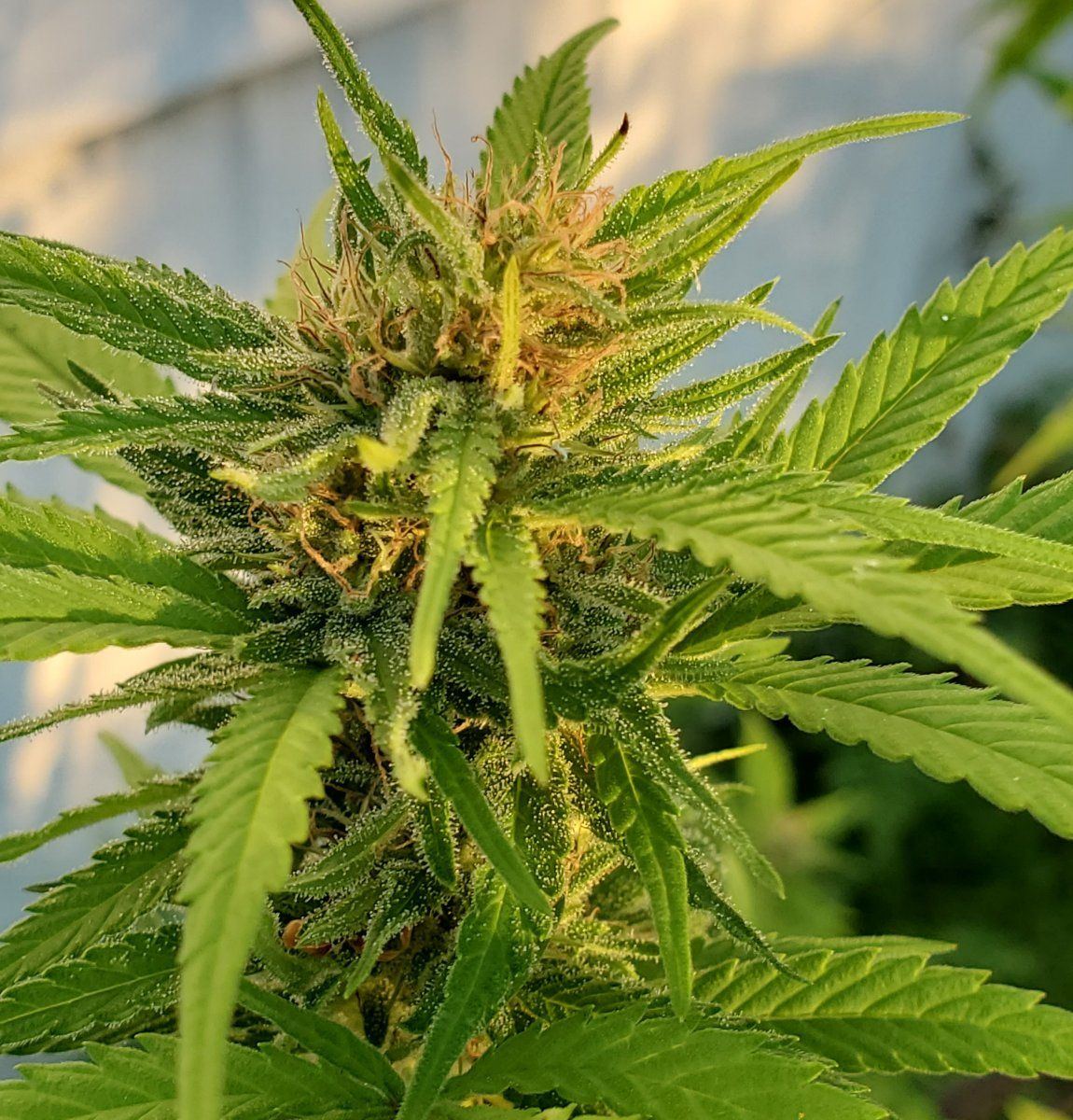 Bs2