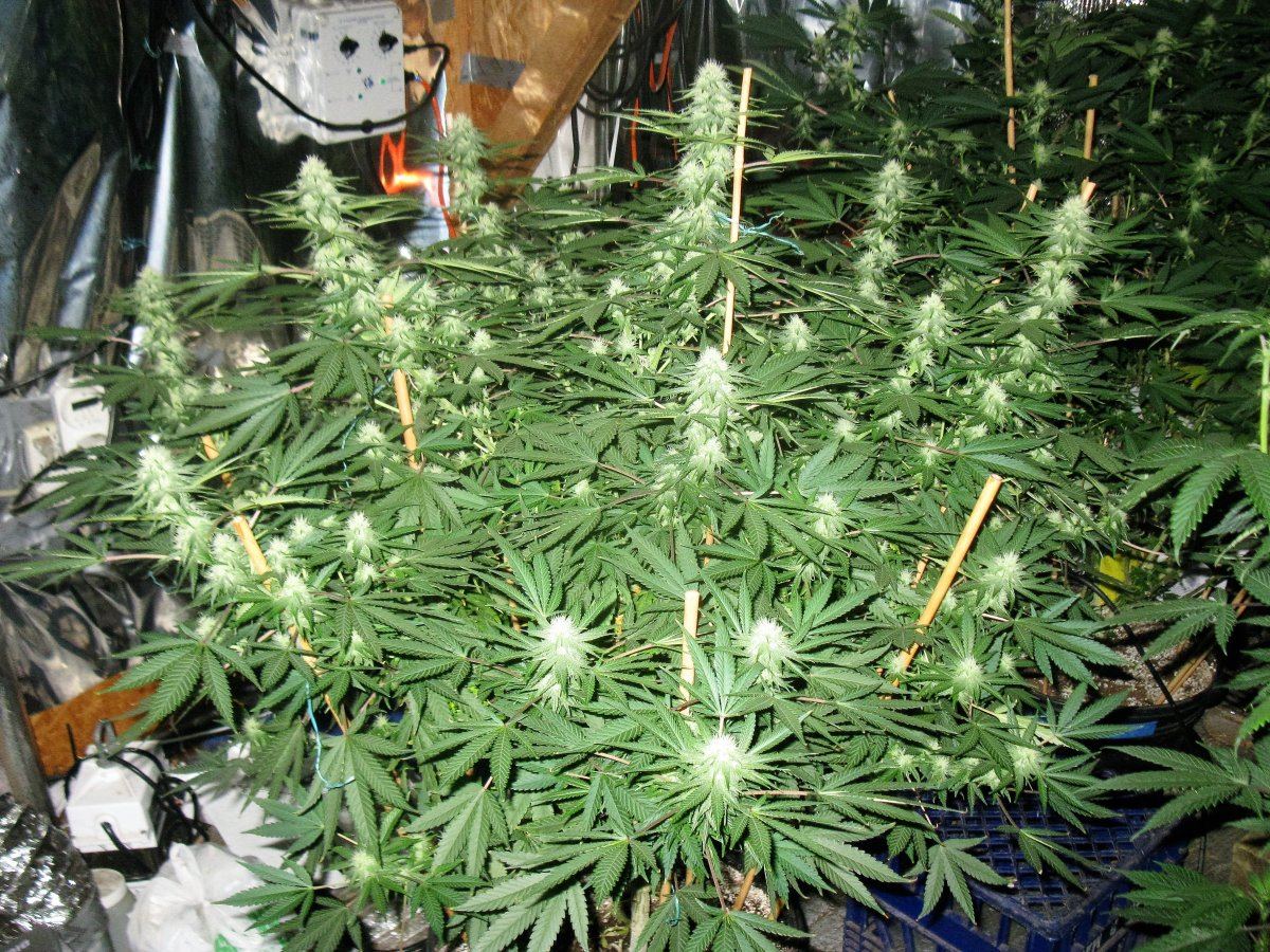 Bsg 1 IMG 0843