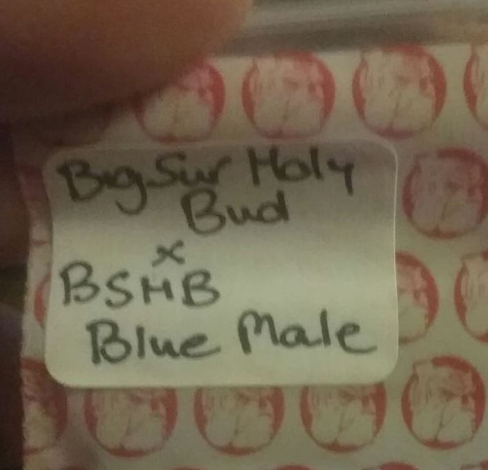 Bshb