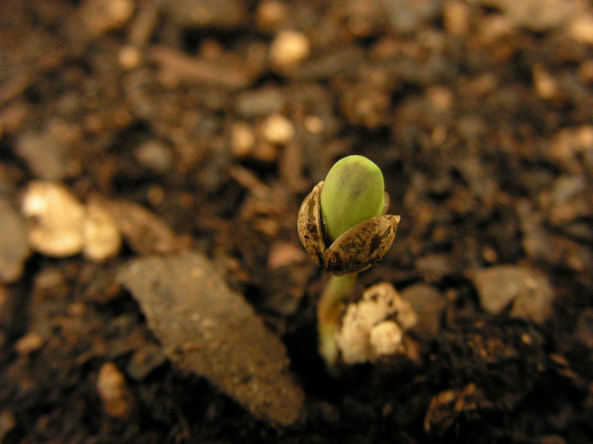 BSHW SEEDLING