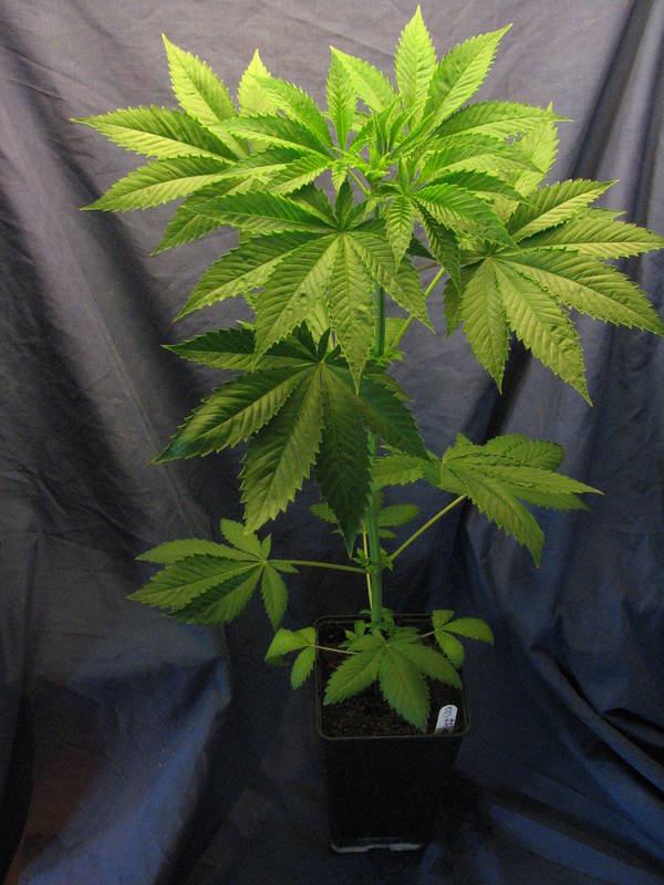BSour GEN1 Female Day32