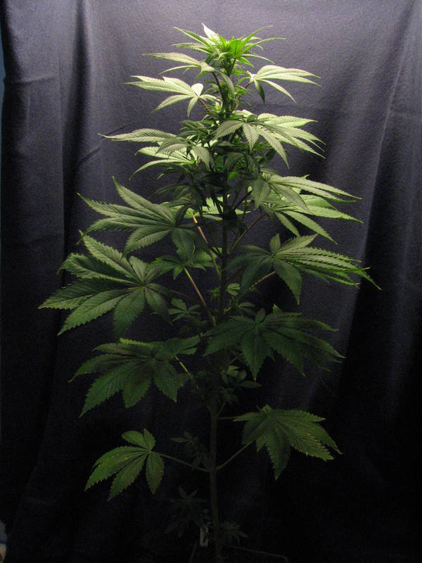 BSour GEN1 Female Day61