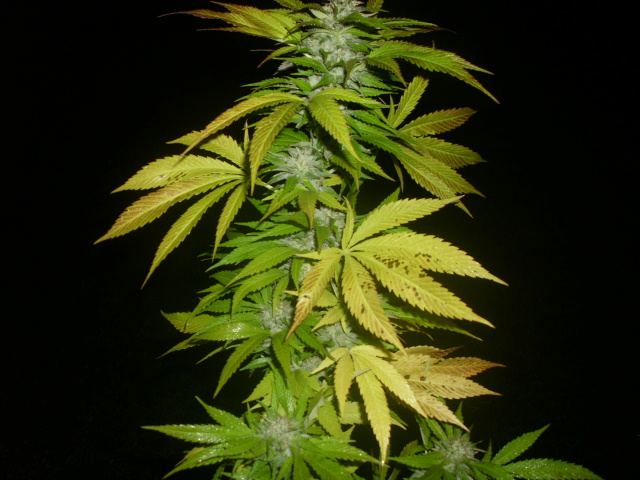 Bss 001