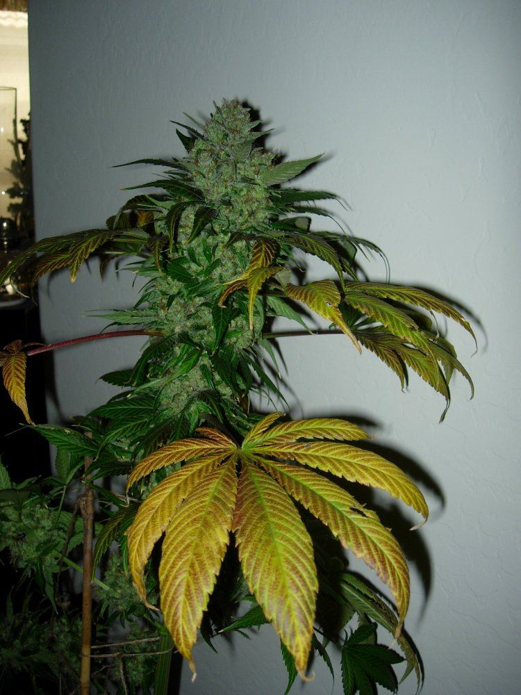 BTB pheno 1 FatGurl