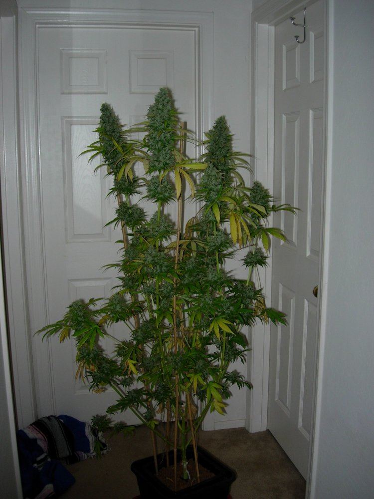 BTB pheno 2