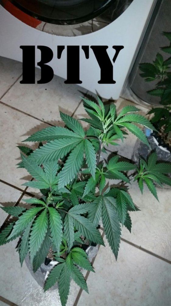 BTY