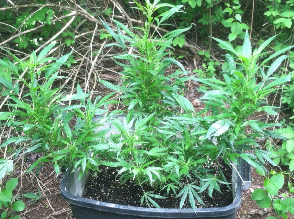 Bu