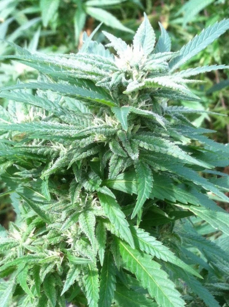 Bu