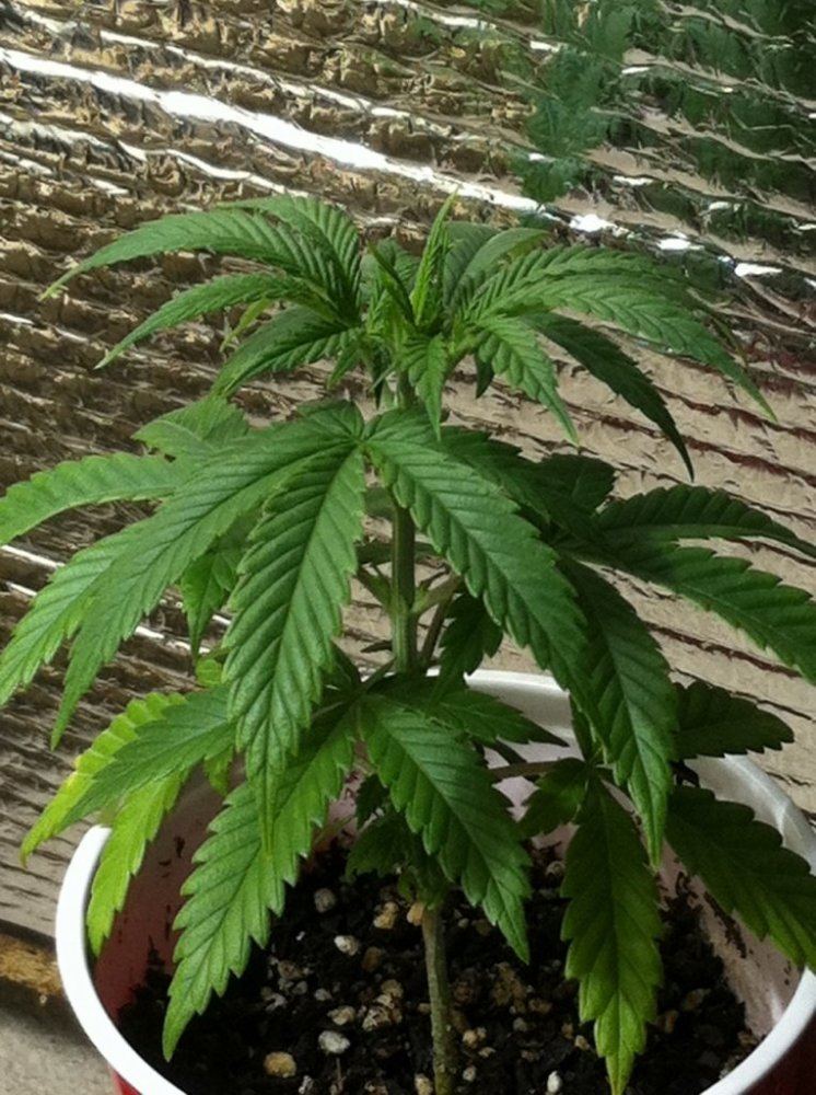 Bu2 2