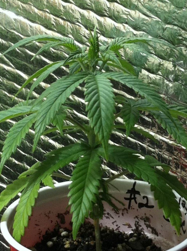 Bu2