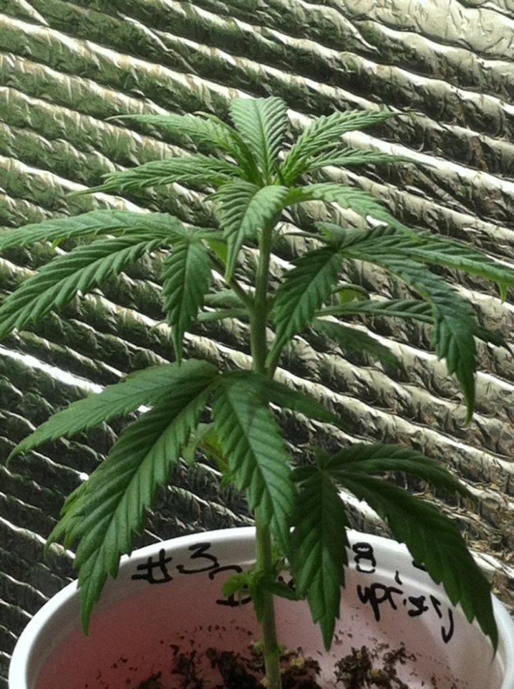 Bu3