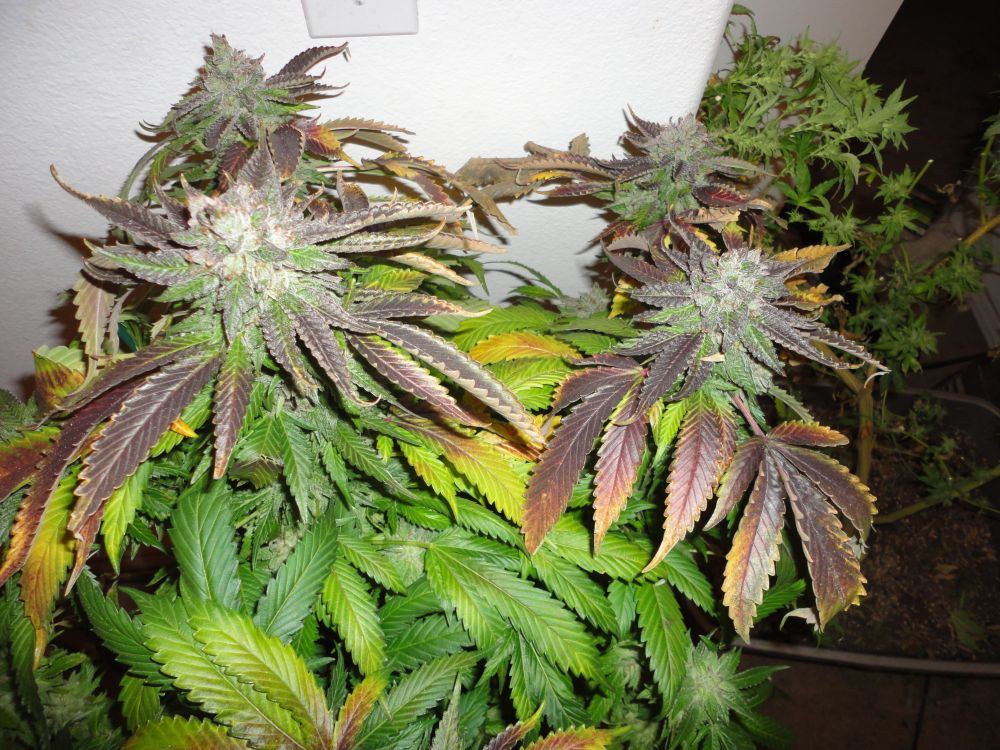 Bub1