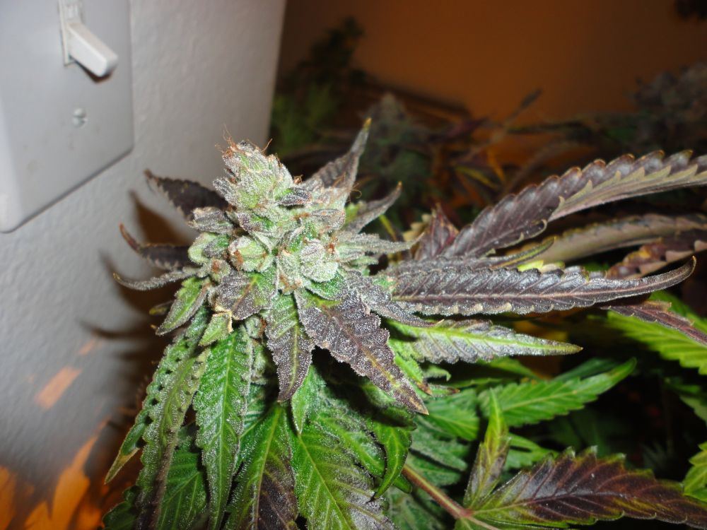 Bub24