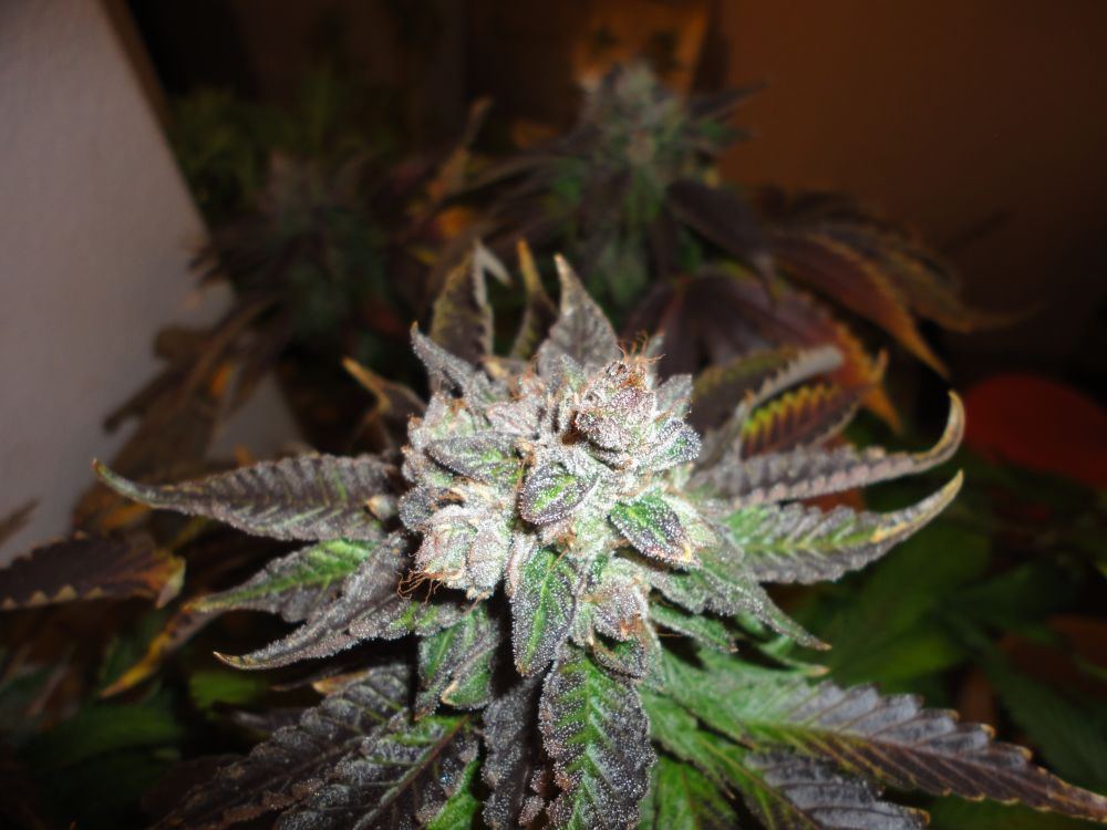 Bub25