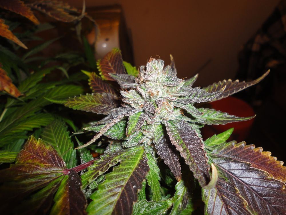 Bub26