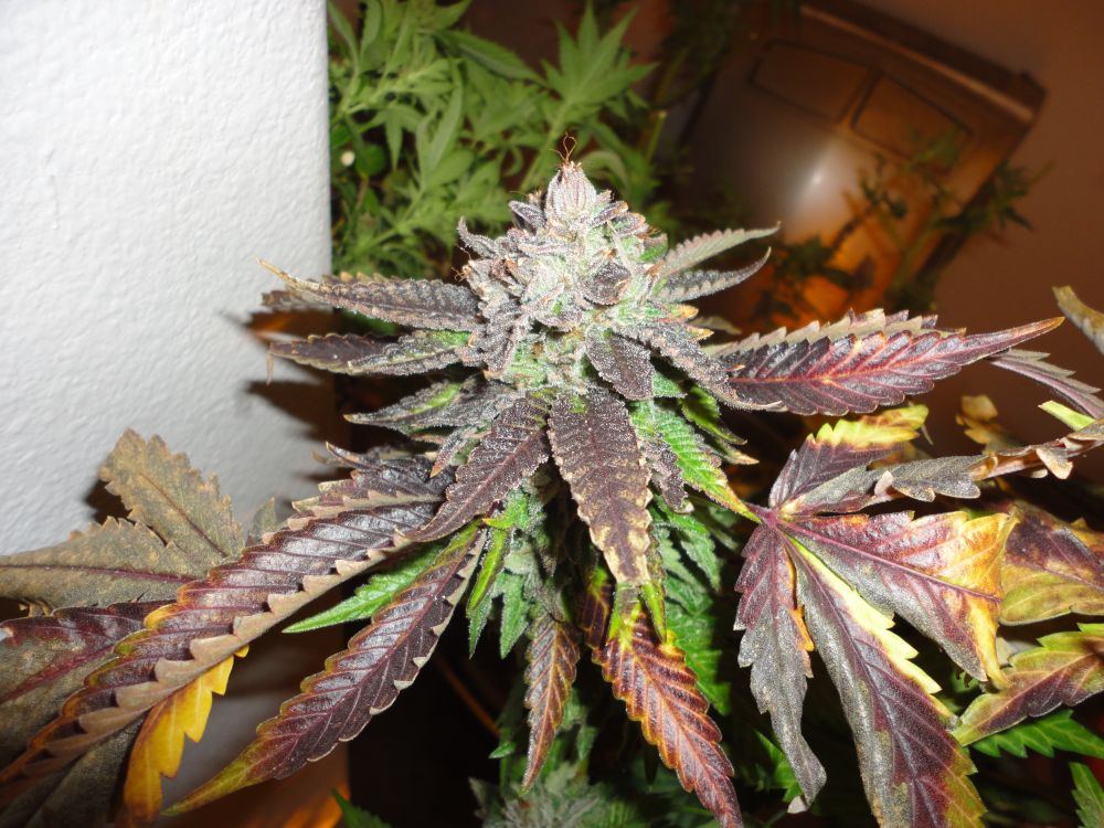 Bub28