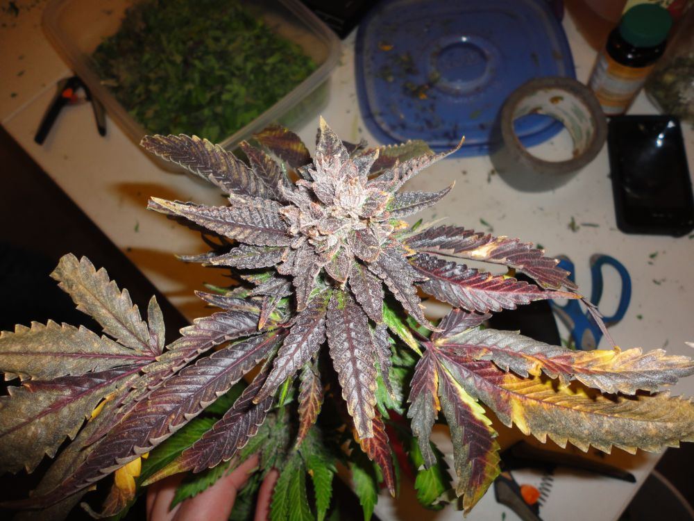 Bub32