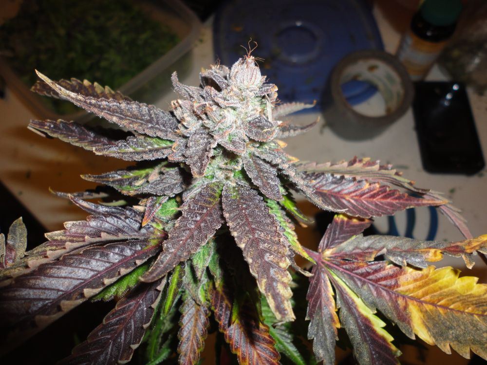 Bub33
