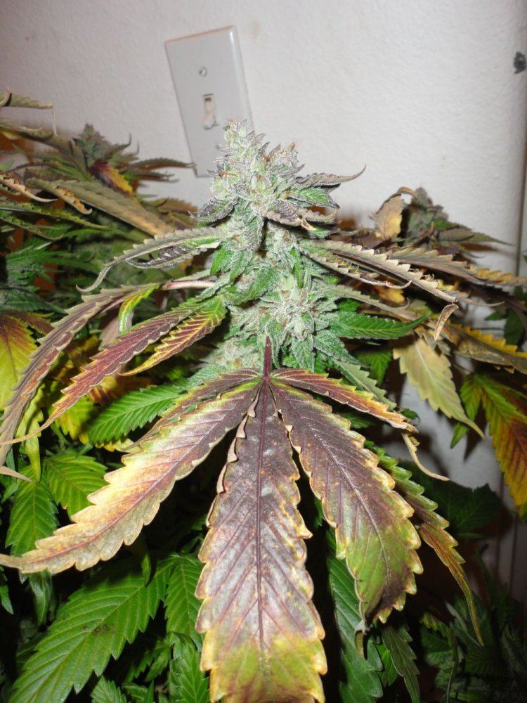 Bub6