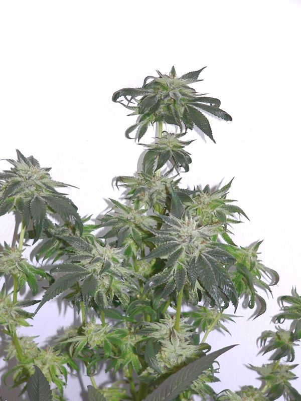 Bubba1248days