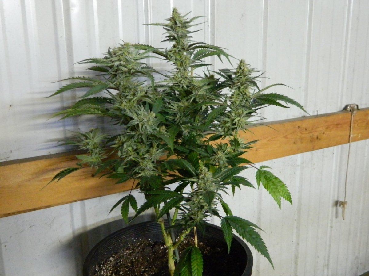 Bubbaalien cookie and a starfighter 5 039