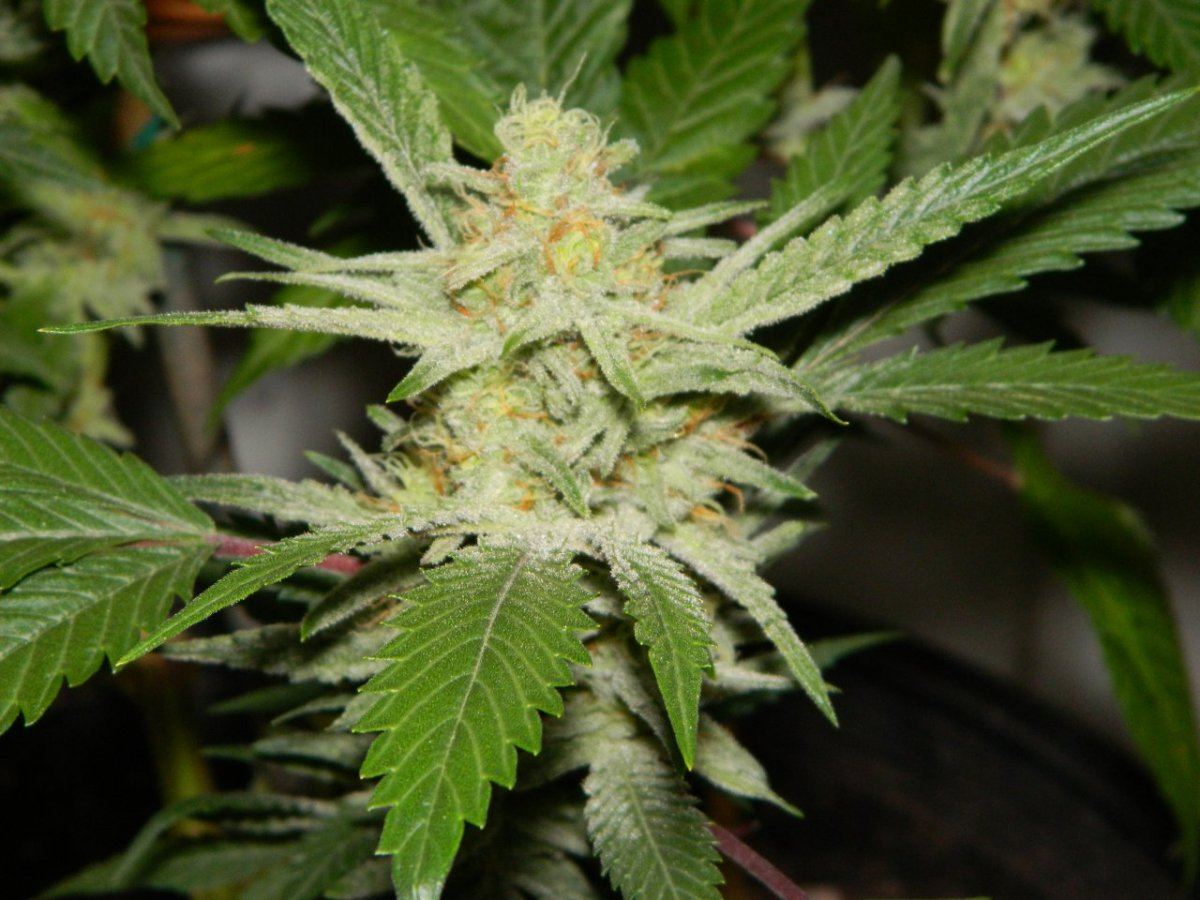 Bubbaalien cookie and a starfighter 5 043