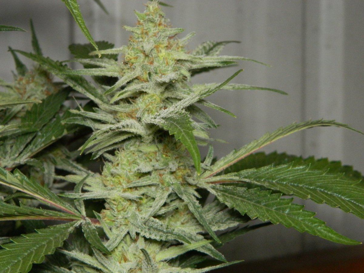 Bubbaalien cookie and a starfighter 5 045