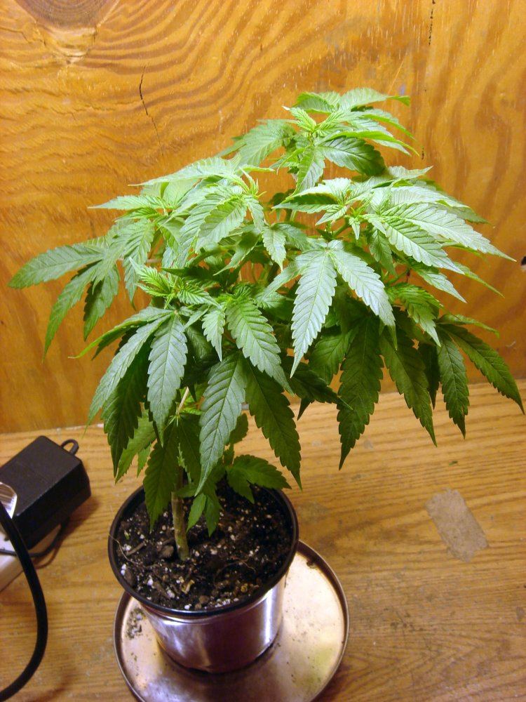 BUBBA BX  male 1