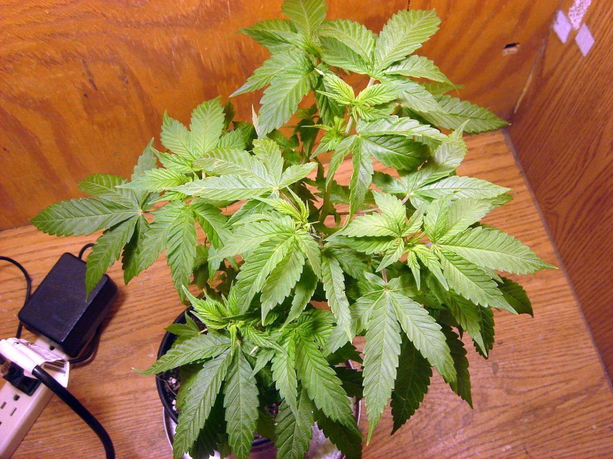 BUBBA BX  male 2