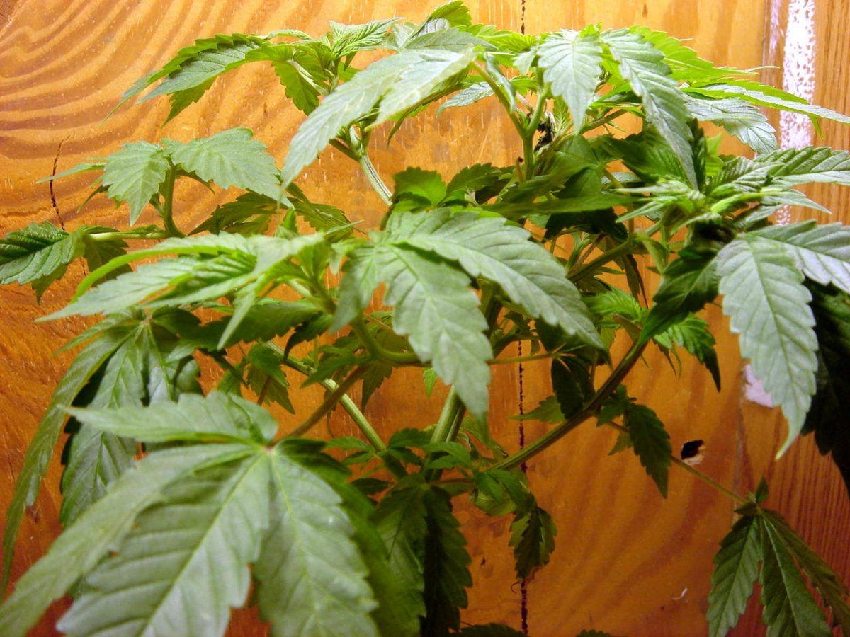 BUBBA BX  male