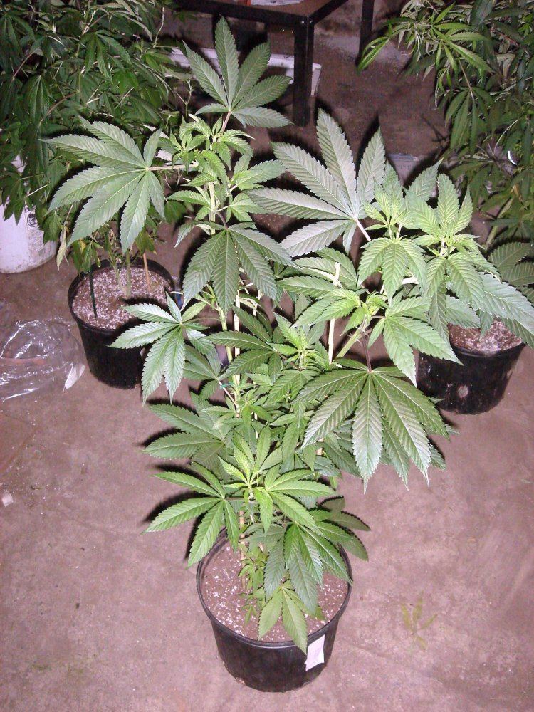 BUBBA BX1 1