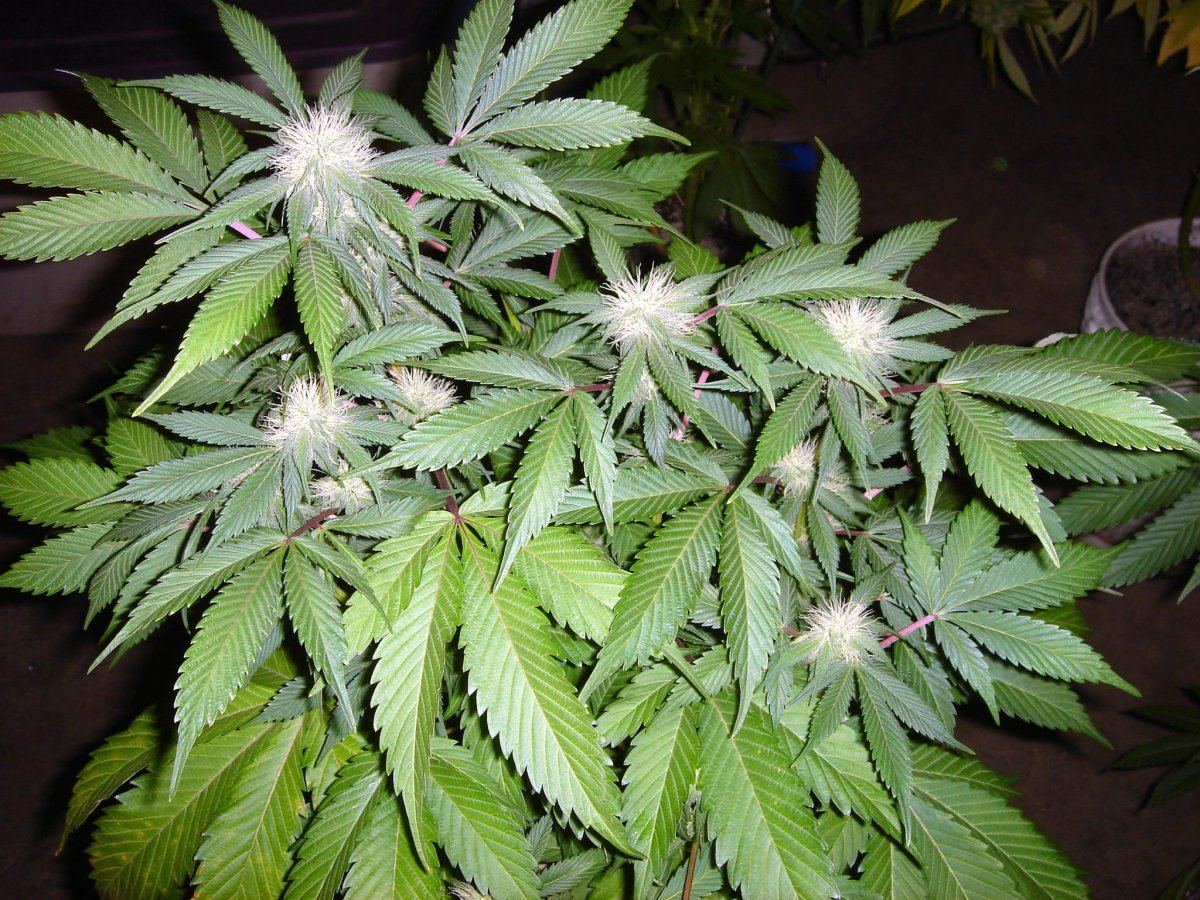 BUBBA BX1 1