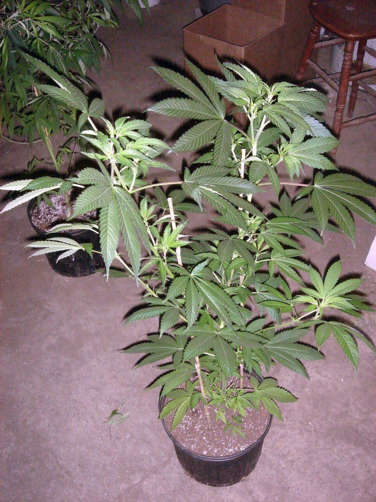 BUBBA BX1 2