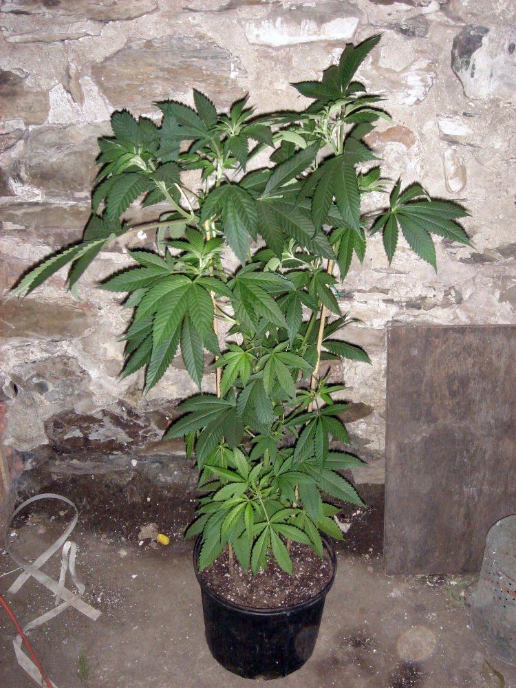 BUBBA BX1 2