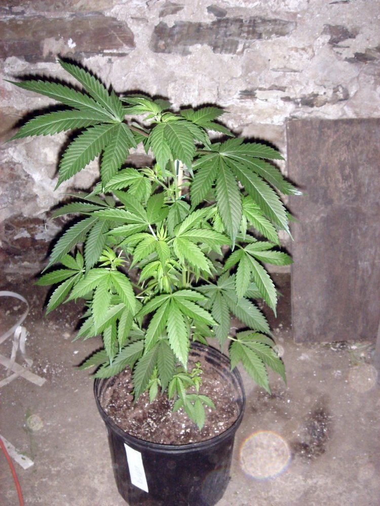 BUBBA BX1 3