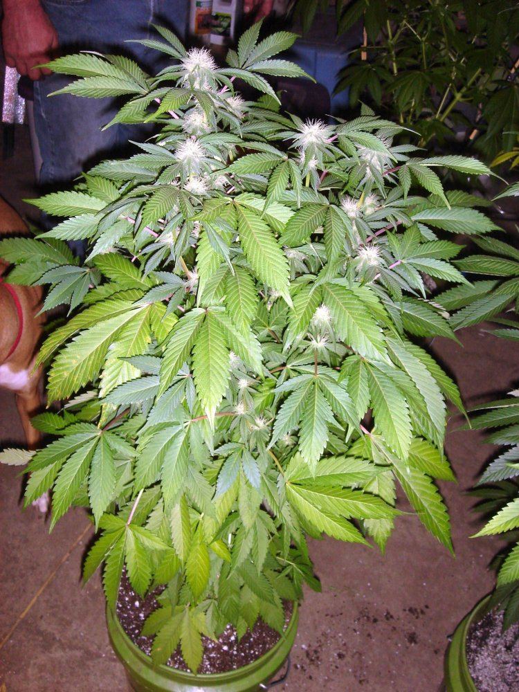 BUBBA BX1 4