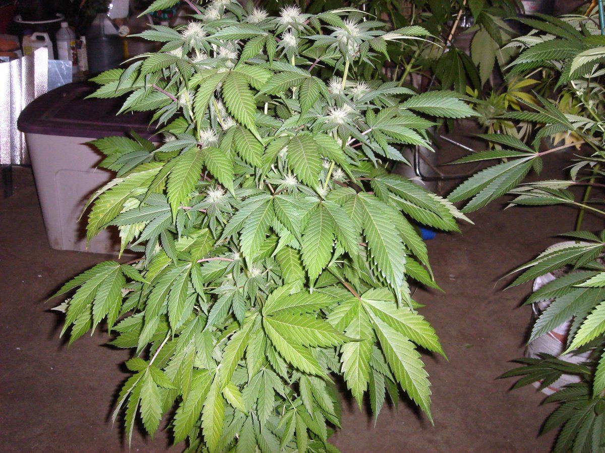 BUBBA BX1 5