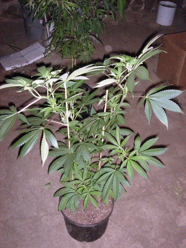 BUBBA BX1