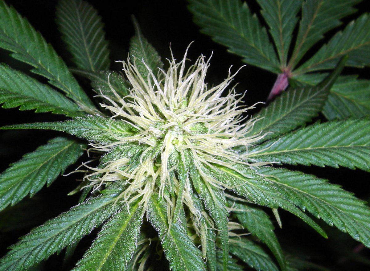 BUBBA BX1