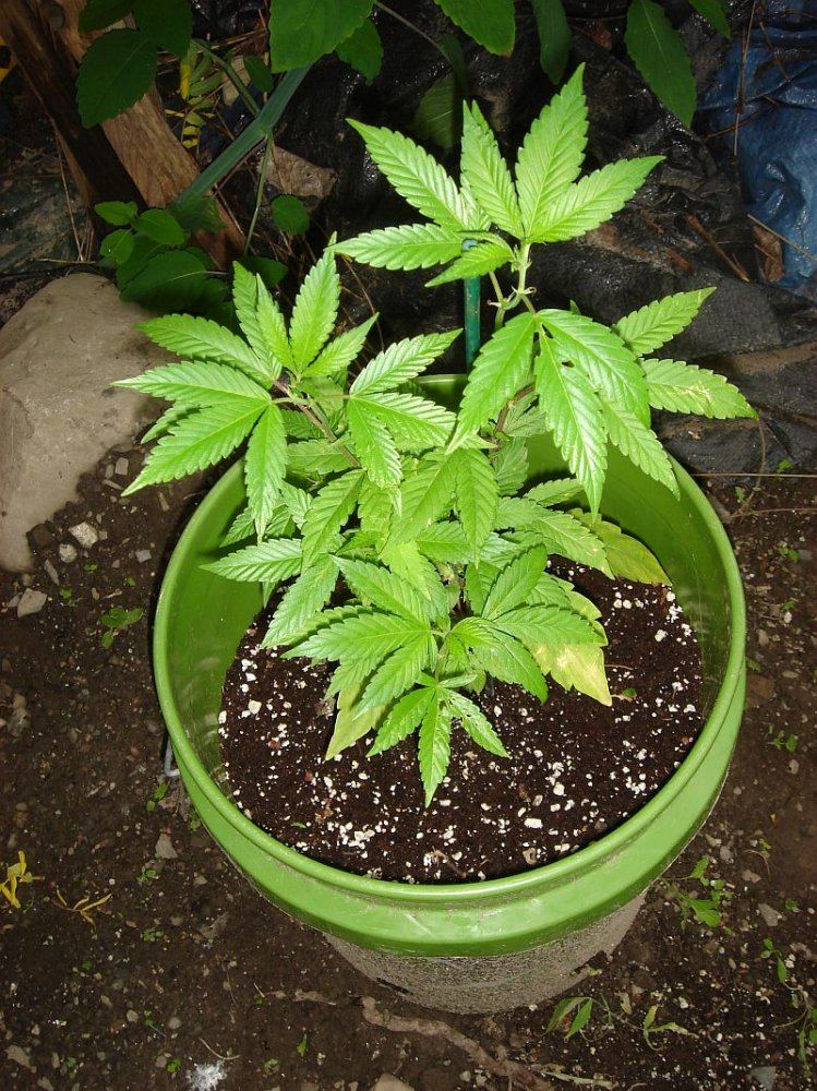 BUBBA BX1 OUTDOORS037