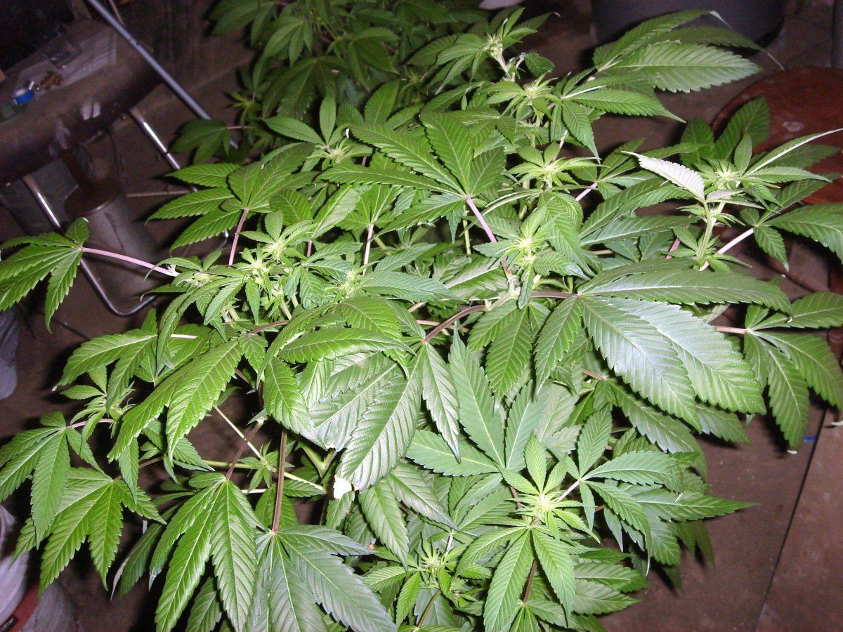BUBBA BX1s   1  2 1