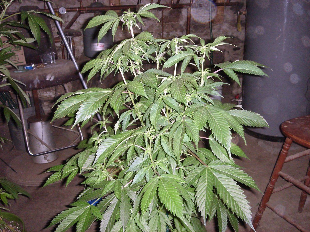 BUBBA BX1s   1  2 2