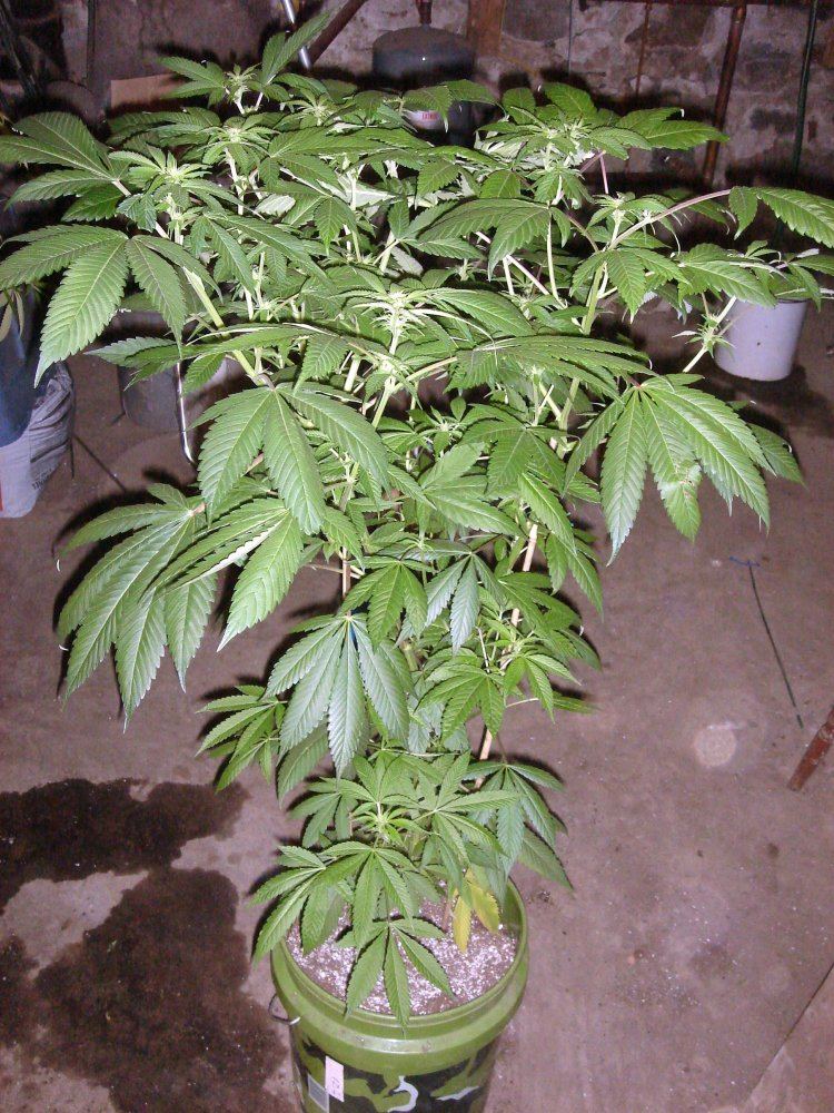 BUBBA BX1s   1  2 3
