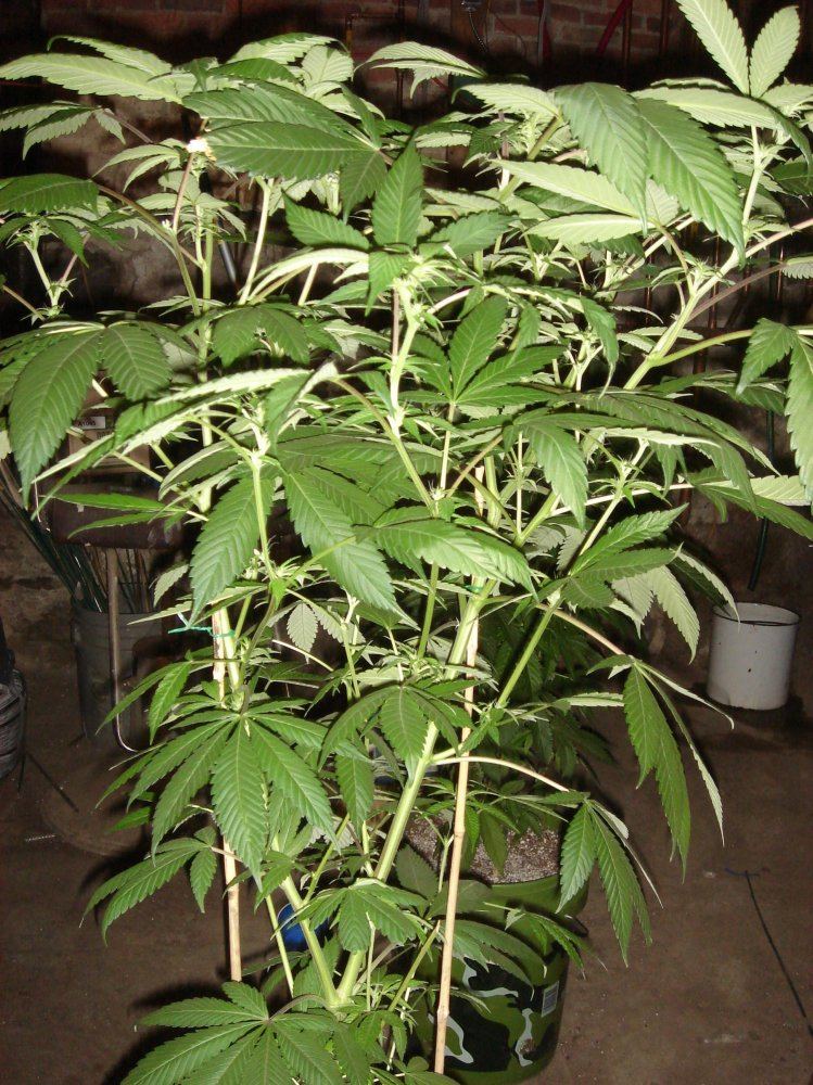 BUBBA BX1s   1  2
