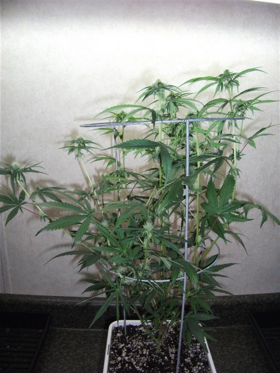 Bubba Express 23days 2 Large