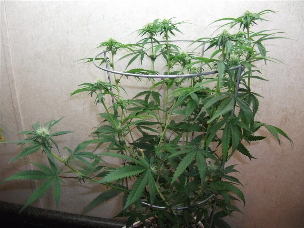 Bubba Express 23days Large