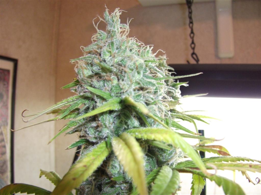 Bubba Express 58days 1 Large