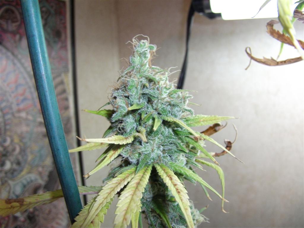 Bubba Express 58days 2 Large