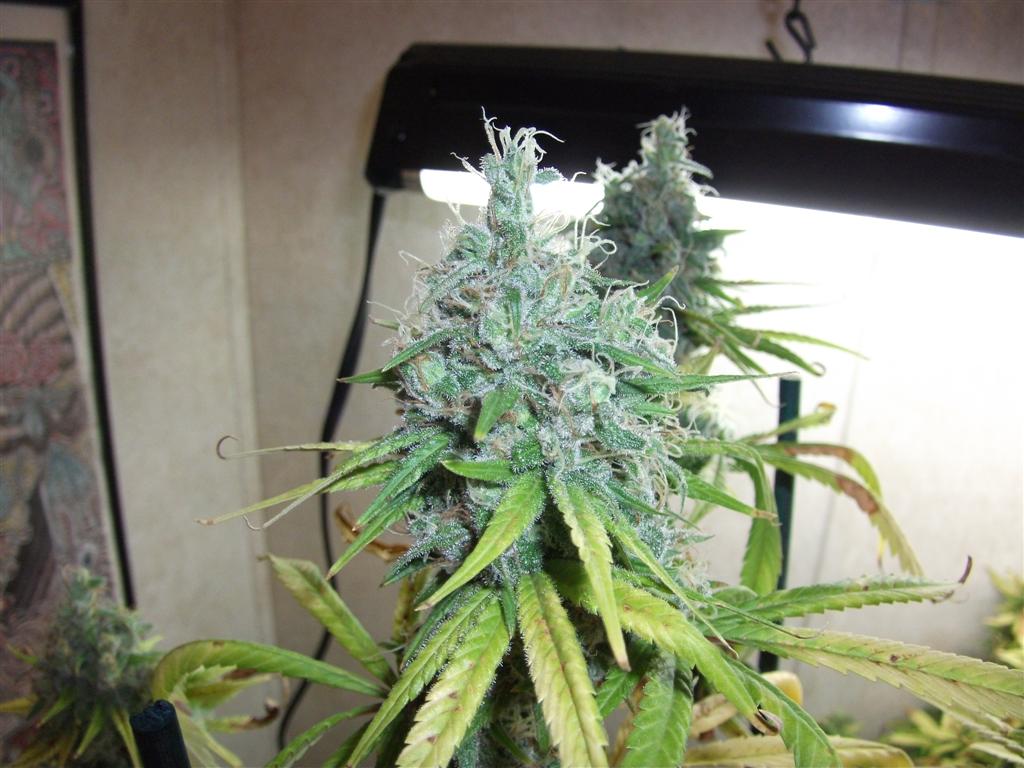 Bubba Express 58days 3 Large