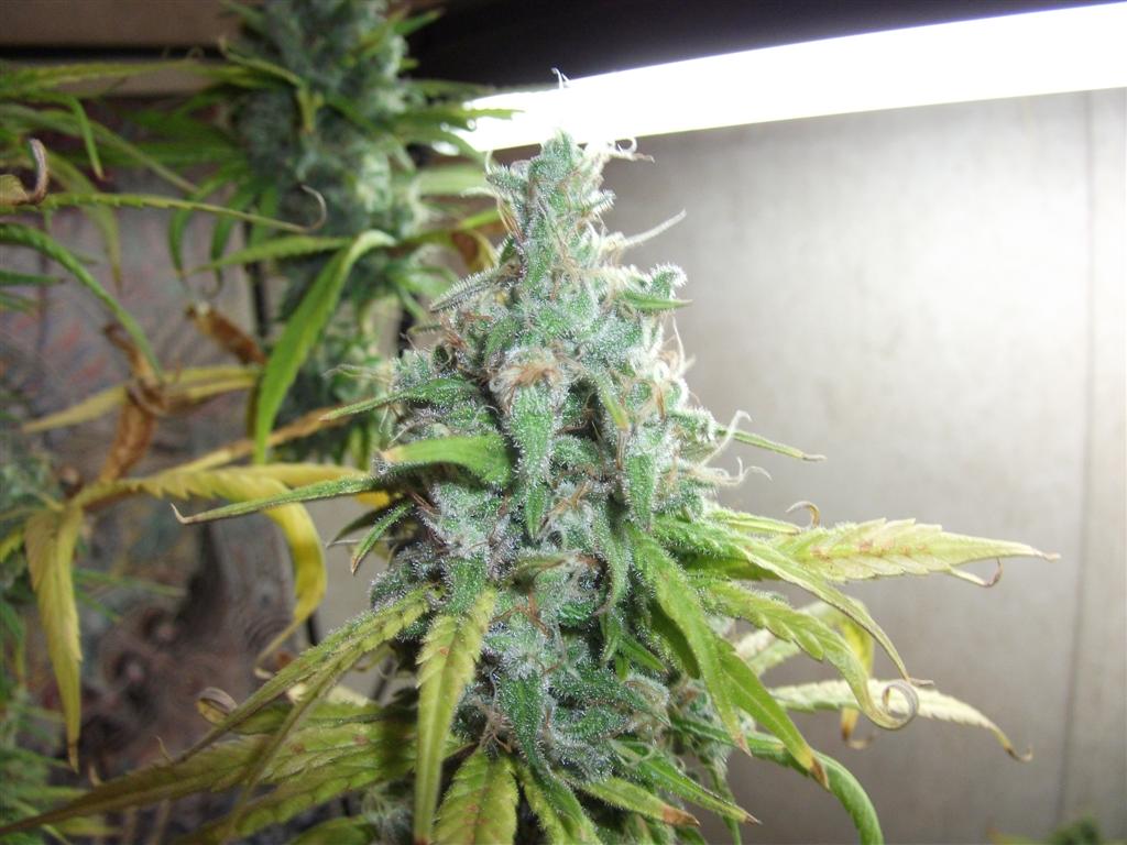 Bubba Express 58days 4 Large